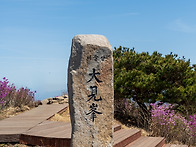 비슬산 "참꽃산행"