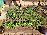 식목일을 앞당겼습니다~^..