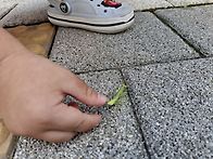 사마귀 가지고 노는 서준이