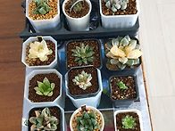 더위 피난~