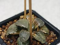 실생 (특선발묘)