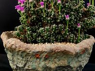 고슴도치 덴섬의 하루