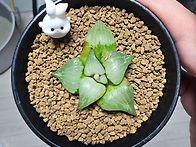 바디아실생