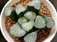 우의(전시회날 전달)