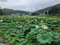 삼동 연꽃