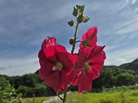 공주 태화산,마곡사