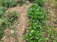 4월부터 우리집에 핀꽃들