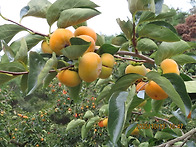청도반시(半柿)