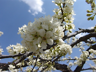 봄을 닮은 사람