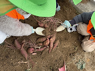 10/30 고구마수확