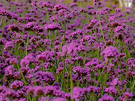 2025년 9월 빈첸시아의집 ..