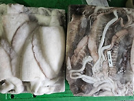 인도네시아 갑오징어 판매..
