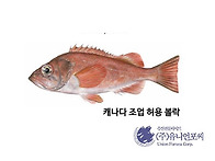 캐나다에서 상업적..