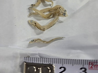 베트남 마른멸치 판매 안내