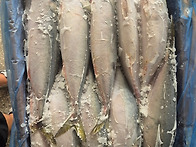 🐟 제주산 참..