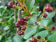 새롭게 꾸민 정원