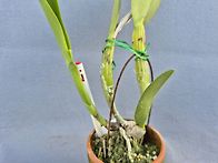C.Patchara F..
