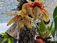 Stanhopea ti..