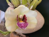 Bifrenaria/비..