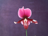Paph. charle..