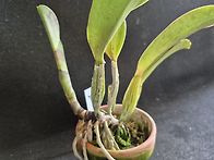Blc.Ange엔젤