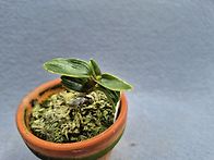 어다복(於多福)