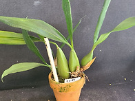 Coelogyne In..