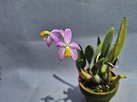 Laelia lucas..