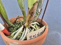 C. trianaei ..