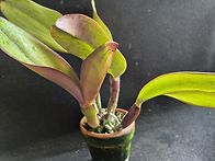 C.labiata ru..