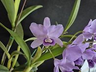 Cattleya bow..