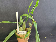 Coelogyne cr..