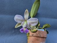 C.walkeriana..