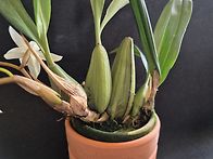 Coelogyne In..