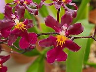 Oncidium 레이디..