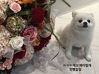 [260813] 진세연언니 인스..