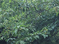 야생 산돌배