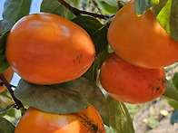 전남 광양 고목나무 꼬마대..