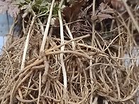 대물급하수오 더덕산행