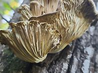 노루궁뎅이산행