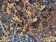 담금용 진삼 더덕산행