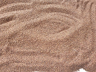 야관문 씨앗 채취