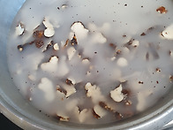 삽주 건재 , 황철상황