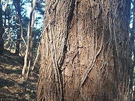 소나무 담쟁이 생재 판매합..