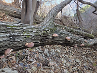 산속 표고 재배