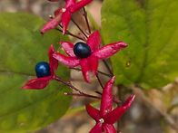 영지버섯 잔나비불로초 산..