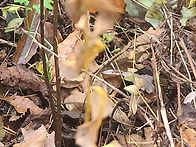 담금용 더덕산행