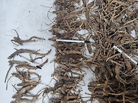 자연산 "섬도라지(약용)"..