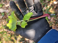 청정지역 골짜기 "머위순"..