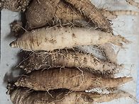 더덕 진삼 도라지 산행